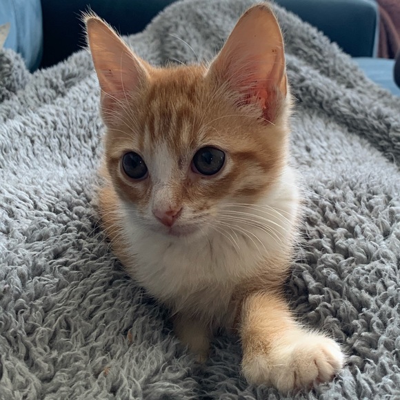 Meet your Posher, Hope - Picture 3 of 8